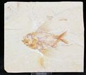 Beautiful Ctenotherissa Fossil Fish - Lebanon #24047-1